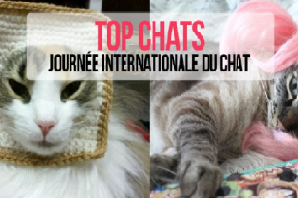 International Cat Day
