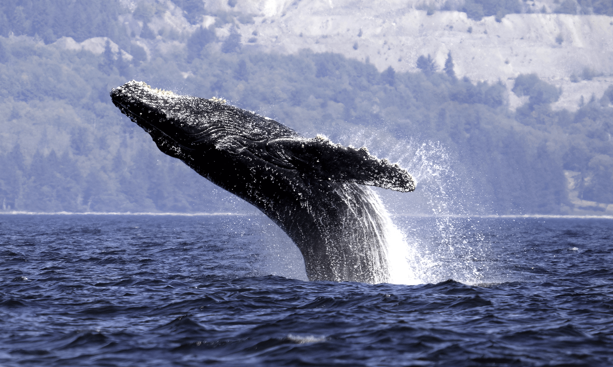 International Whale Day