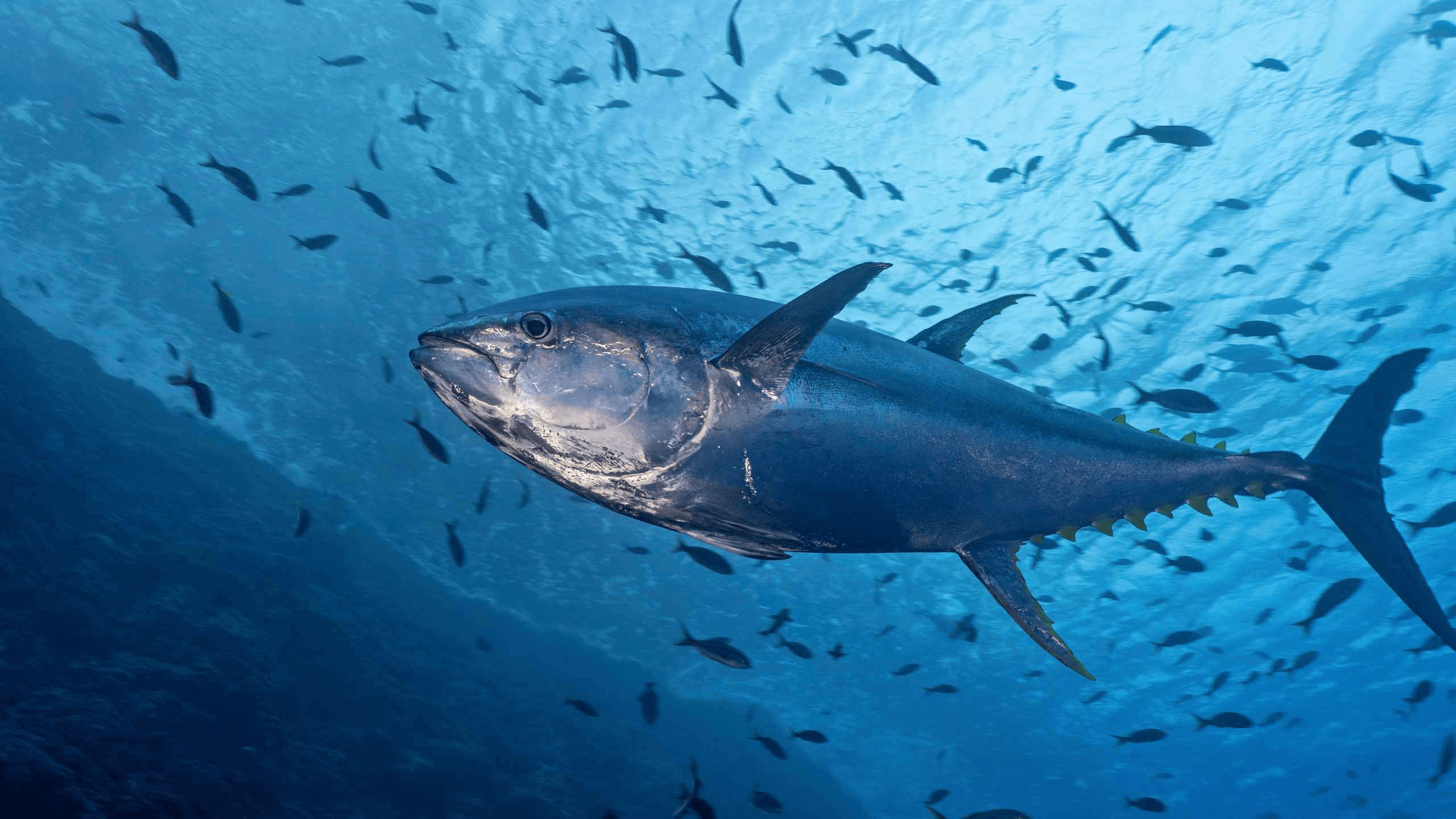 tuna